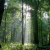 Puszcza Białowieska, galeria