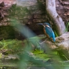 Puszcza Białowieska, galeria